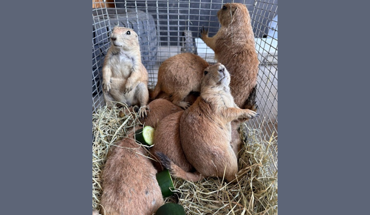 Fort Worth Celebrates Return of Prairie Dogs to Nature Center in Sweeping Conservation Effort
