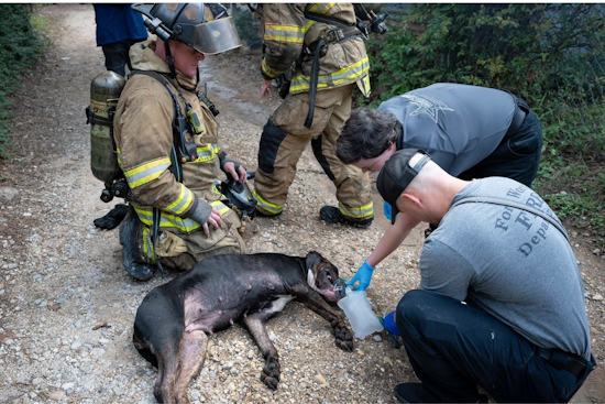Fort Worth Firefighters Heroically Rescue Pets Amidst House Blaze on Arbor Street
