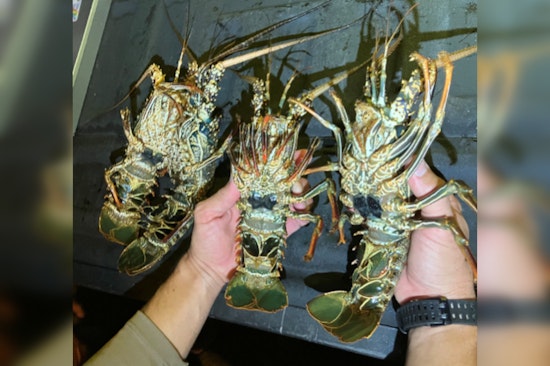 Four Men Charged with Illegal Lobster Catching Off Hawaii’s Big Island on Season's Opening Day