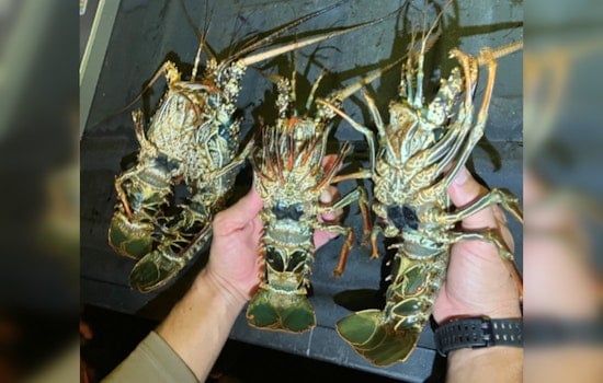 Four Men Charged with Illegal Lobster Catching Off Hawaii’s Big Island on Season's Opening Day