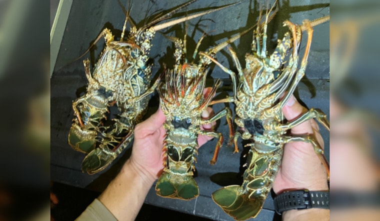 Four Men Charged with Illegal Lobster Catching Off Hawaii’s Big Island on Season's Opening Day