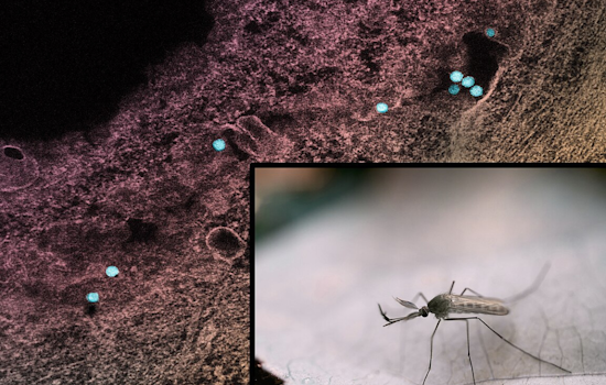 Frisco Initiates Ground Spraying After Discovery of West Nile Virus in Mosquito Pools