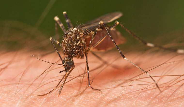 Frisco Intensifies Mosquito Control Measures Amid West Nile Virus Concerns