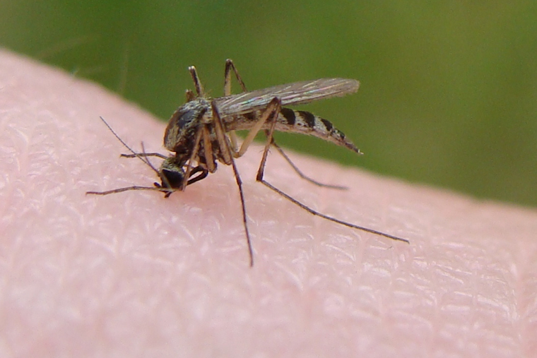 Frisco Steps Up Mosquito Control Efforts After West Nile Virus Detected in Local Mosquito Pools