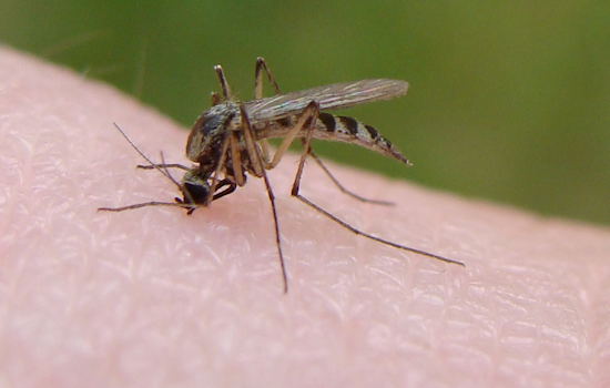 Frisco Steps Up Mosquito Control Efforts After West Nile Virus Detected in Local Mosquito Pools
