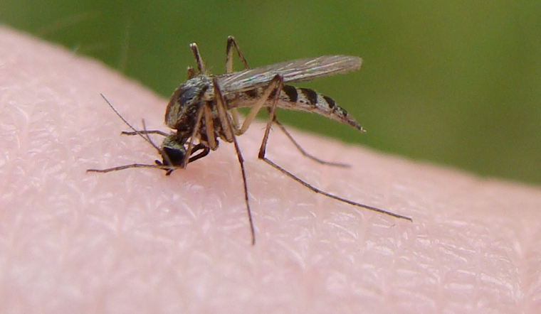 Frisco Steps Up Mosquito Control Efforts After West Nile Virus Detected in Local Mosquito Pools