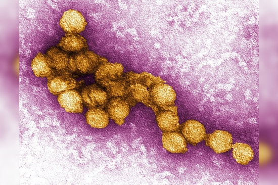 Fulton County Ramps Up Efforts to Combat West Nile Virus with Community Education and Prevention Tactics