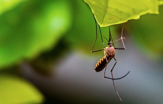 Galveston County Confirms First Human Case of West Nile Virus and Intensifies Mosquito Control Efforts