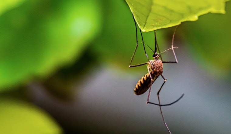 Galveston County Confirms First Human Case of West Nile Virus and Intensifies Mosquito Control Efforts