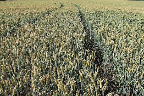 Georgia Senate Study Committee Convenes at Sunbelt Expo to Discuss Farmland Preservation