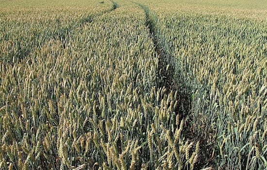 Georgia Senate Study Committee Convenes at Sunbelt Expo to Discuss Farmland Preservation