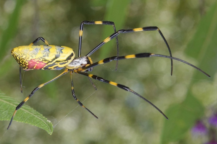 Giant Joro Spiders Spin Golden Webs in Boston with New Northernmost Sighting Near State House