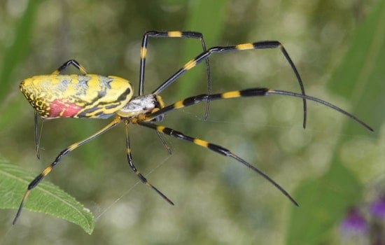 Giant Joro Spiders Spin Golden Webs in Boston with New Northernmost Sighting Near State House