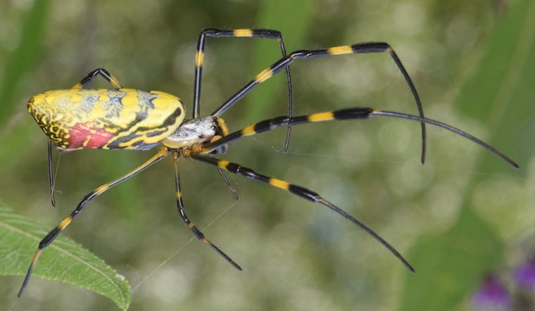 Giant Joro Spiders Spin Golden Webs in Boston with New Northernmost Sighting Near State House
