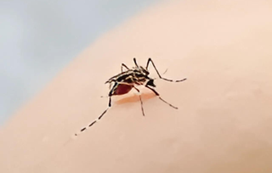 Gilroy on High Alert as Invasive Mosquito Species Detected, Santa Clara Health Officials Rally Community Efforts