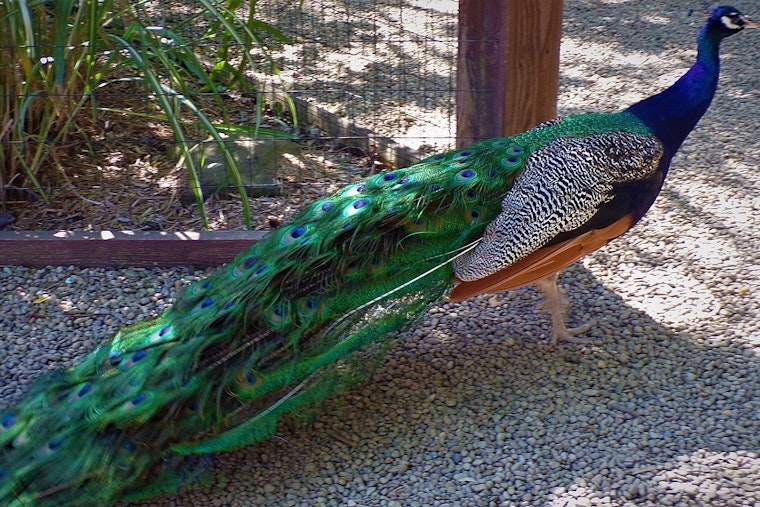 Glendale's Sahuaro Ranch Park Enriched by Colorful History and Free-Roaming Peacocks from Chicago World's Fair Legacy