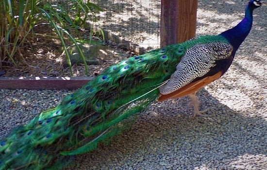 Glendale's Sahuaro Ranch Park Enriched by Colorful History and Free-Roaming Peacocks from Chicago World's Fair Legacy