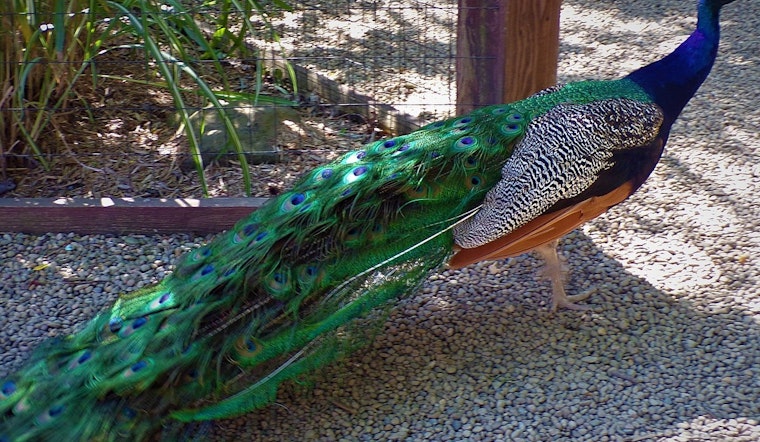 Glendale's Sahuaro Ranch Park Enriched by Colorful History and Free-Roaming Peacocks from Chicago World's Fair Legacy