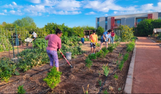 Glendale's Community Garden Flourishes as a Beacon of Health, Education, and Togetherness