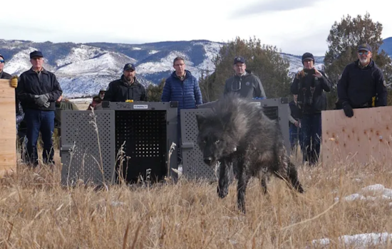 Gray Wolf Death Marks Third Loss in Colorado’s Reintroduction Effort