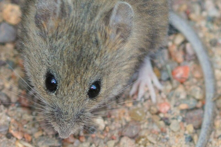 Hantavirus Detected in Rodents at San Onofre State Beach Campgrounds, San Diego County Issues Health Advisory