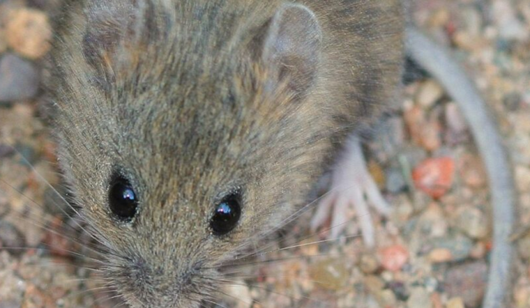 Hantavirus Detected in Rodents at San Onofre State Beach Campgrounds, San Diego County Issues Health Advisory
