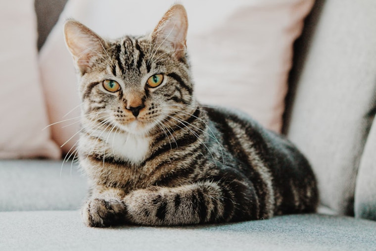 Harvard Biologist Jonathan Losos Unravels Secrets of the Cat's Meow in New Book and Lecture