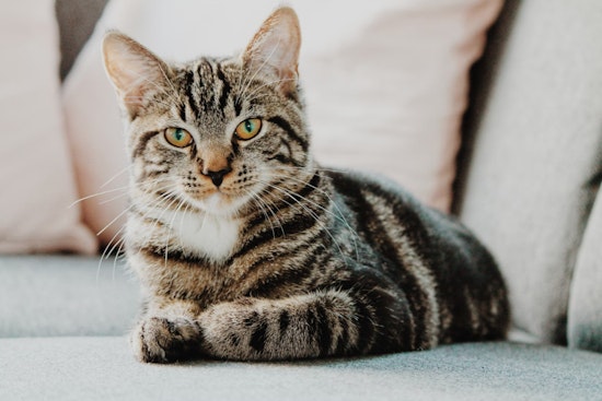 Harvard Biologist Jonathan Losos Unravels Secrets of the Cat's Meow in New Book and Lecture