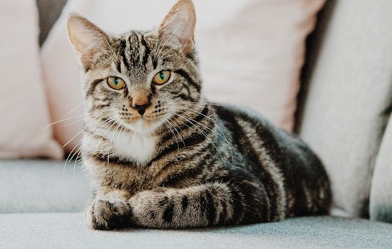 Harvard Biologist Jonathan Losos Unravels Secrets of the Cat's Meow in New Book and Lecture