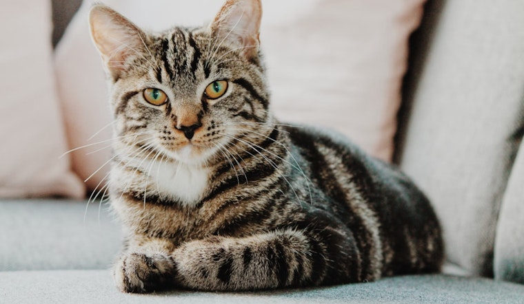 Harvard Biologist Jonathan Losos Unravels Secrets of the Cat's Meow in New Book and Lecture