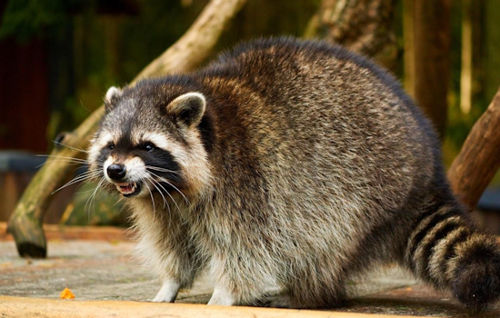 Health Officials Issue Rabies Alert in Southern Anne Arundel After Raccoon Tests Positive