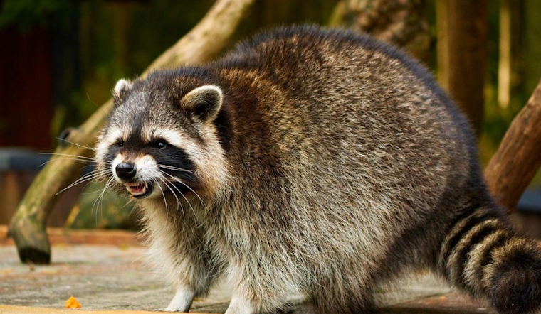 Health Officials Issue Rabies Alert in Southern Anne Arundel After Raccoon Tests Positive