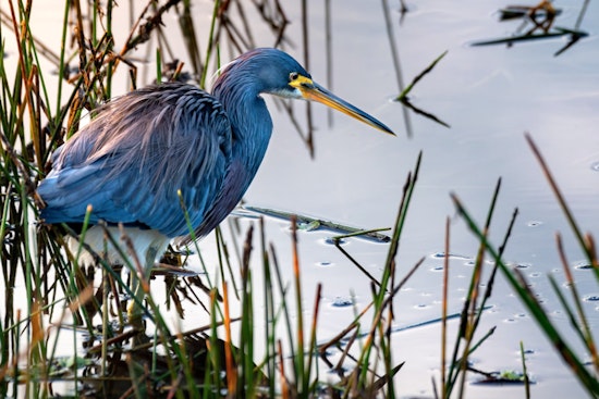 Houston Community Alarmed as Great Blue Heron Ensnared by Waste Struggles Along Brays Bayou