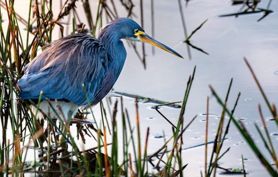 Houston Community Alarmed as Great Blue Heron Ensnared by Waste Struggles Along Brays Bayou