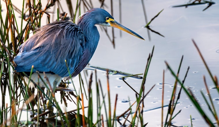 Houston Community Alarmed as Great Blue Heron Ensnared by Waste Struggles Along Brays Bayou