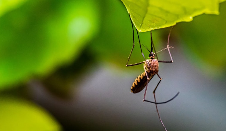 Increase in Dengue Fever Cases Prompts Health Alert in Pasco County, Florida