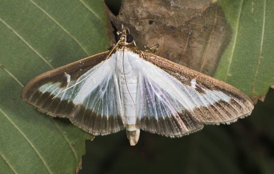 Invasive Box Tree Moth Detected in Erie County, Pennsylvania Prompts Quarantine and Threatens Local Horticulture