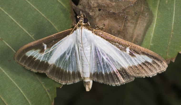 Invasive Box Tree Moth Detected in Erie County, Pennsylvania Prompts Quarantine and Threatens Local Horticulture