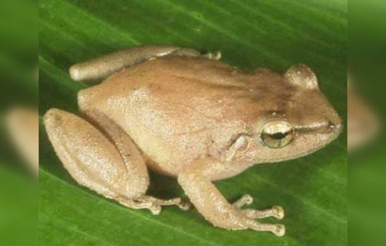 Invasive Coqui Frogs Expand Territory to Higher Elevations on Oʻahu, Drone Technology Enlisted in the Battle