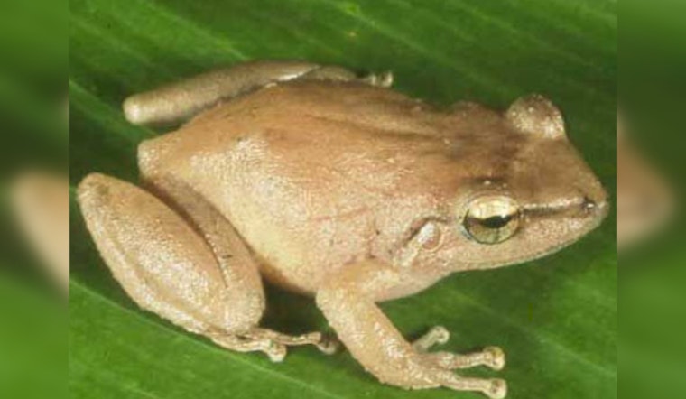 Invasive Coqui Frogs Expand Territory to Higher Elevations on Oʻahu,