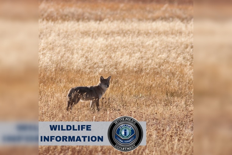 Irvine Police Share Essential Tips for Coexisting with Local Coyotes