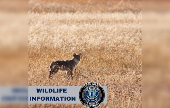 Irvine Police Share Essential Tips for Coexisting with Local Coyotes