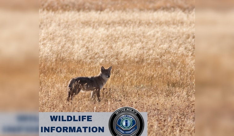 Irvine Police Share Essential Tips for Coexisting with Local Coyotes
