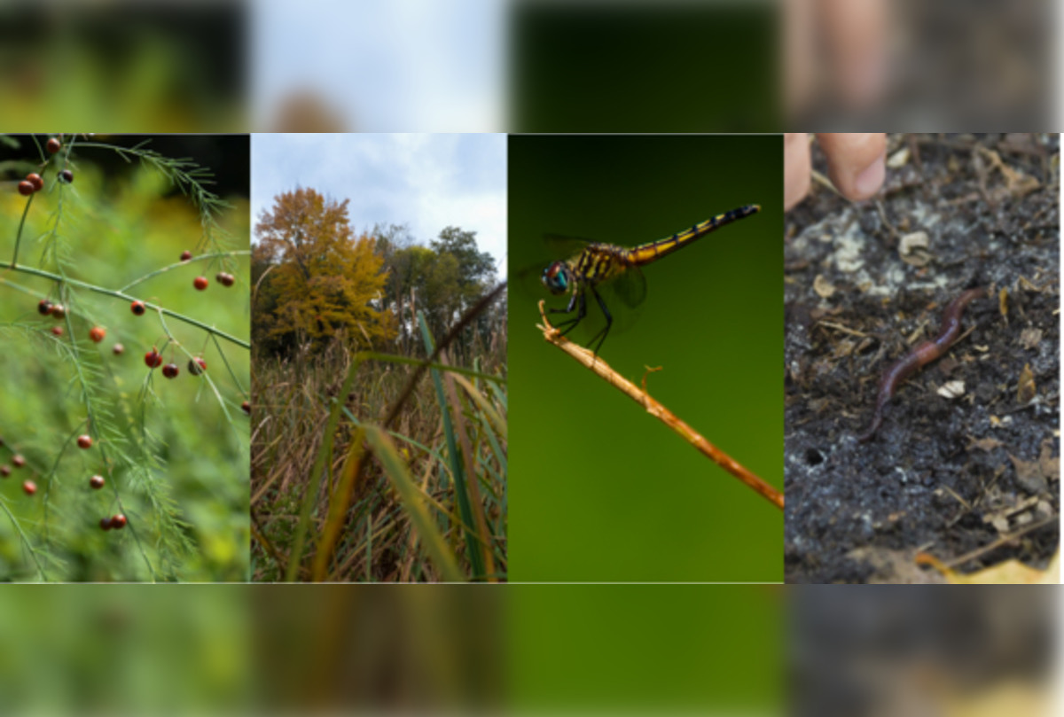 Join the Citizen Science Movement at Theodore Wirth Park's BioBlitz in
