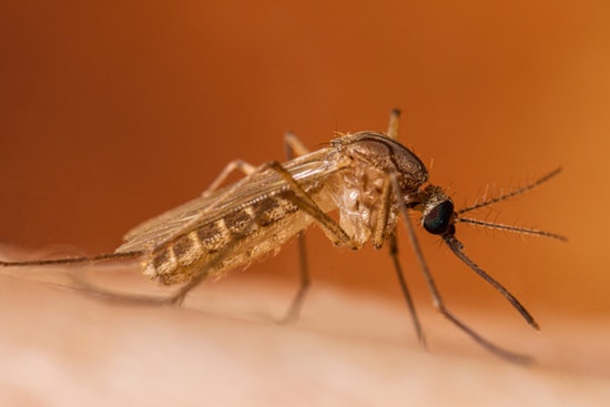 Kent County Reports Season's First Human West Nile Virus Case, Officials Urge Prevention