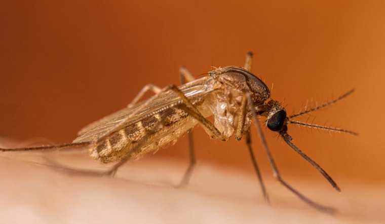 Kent County Reports Season's First Human West Nile Virus Case, Officials Urge Prevention
