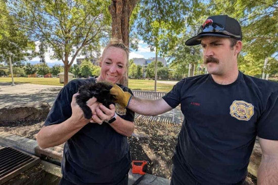 Knoxville Firefighters on 'Kitty Patrol', A Purr-fect Rescue at World's Fair Park