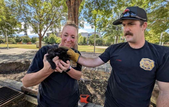 Knoxville Firefighters on 'Kitty Patrol', A Purr-fect Rescue at World's Fair Park