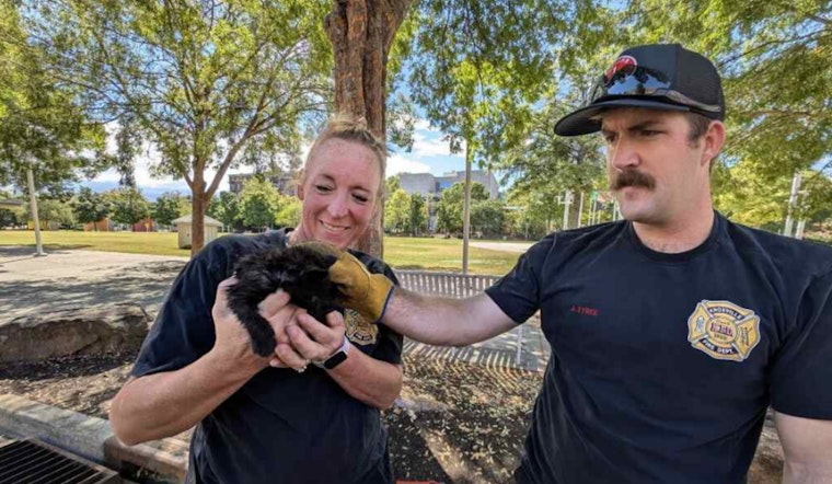 Knoxville Firefighters on 'Kitty Patrol', A Purr-fect Rescue at World's Fair Park