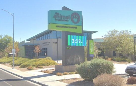Las Vegas Animal Foundation Offers $200 Incentive to Foster Dogs Amid Overcrowding Challenge